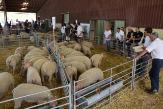 Mouton Charollais : la vente des agneaux de station se profile