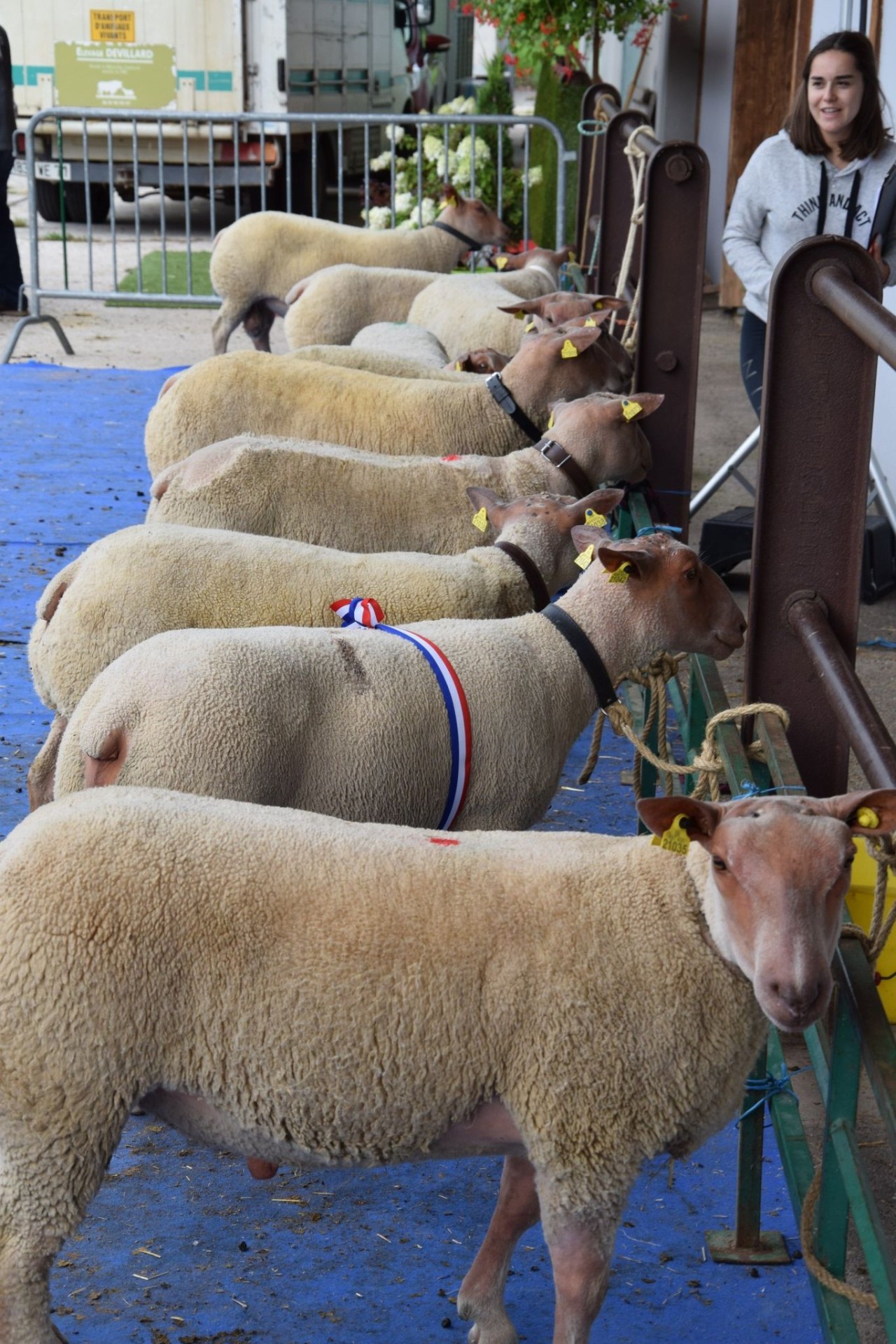 Rendez-vous pour le 60e concours national du Mouton Charollais !