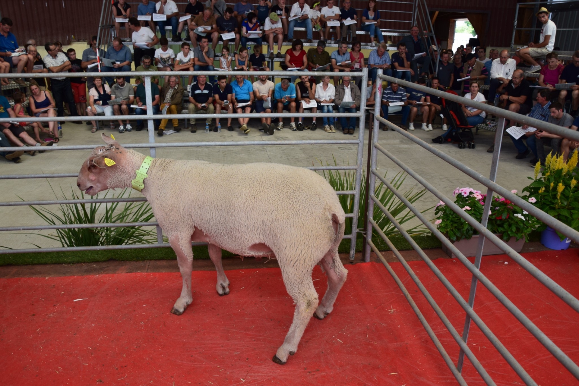 Le Mouton Charollais tiendra son concours national les 6 et 7 août à Charolles
