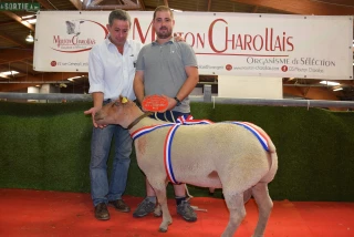 Un joli concours et une belle vente de station pour le national du Mouton Charollais
