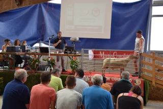 La génétique et les jeunes seront à l’honneur au prochain concours national de Moutons Charollais !