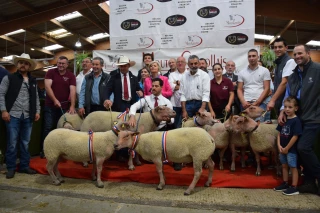 La génétique en vedette au concours national du Mouton Charollais 