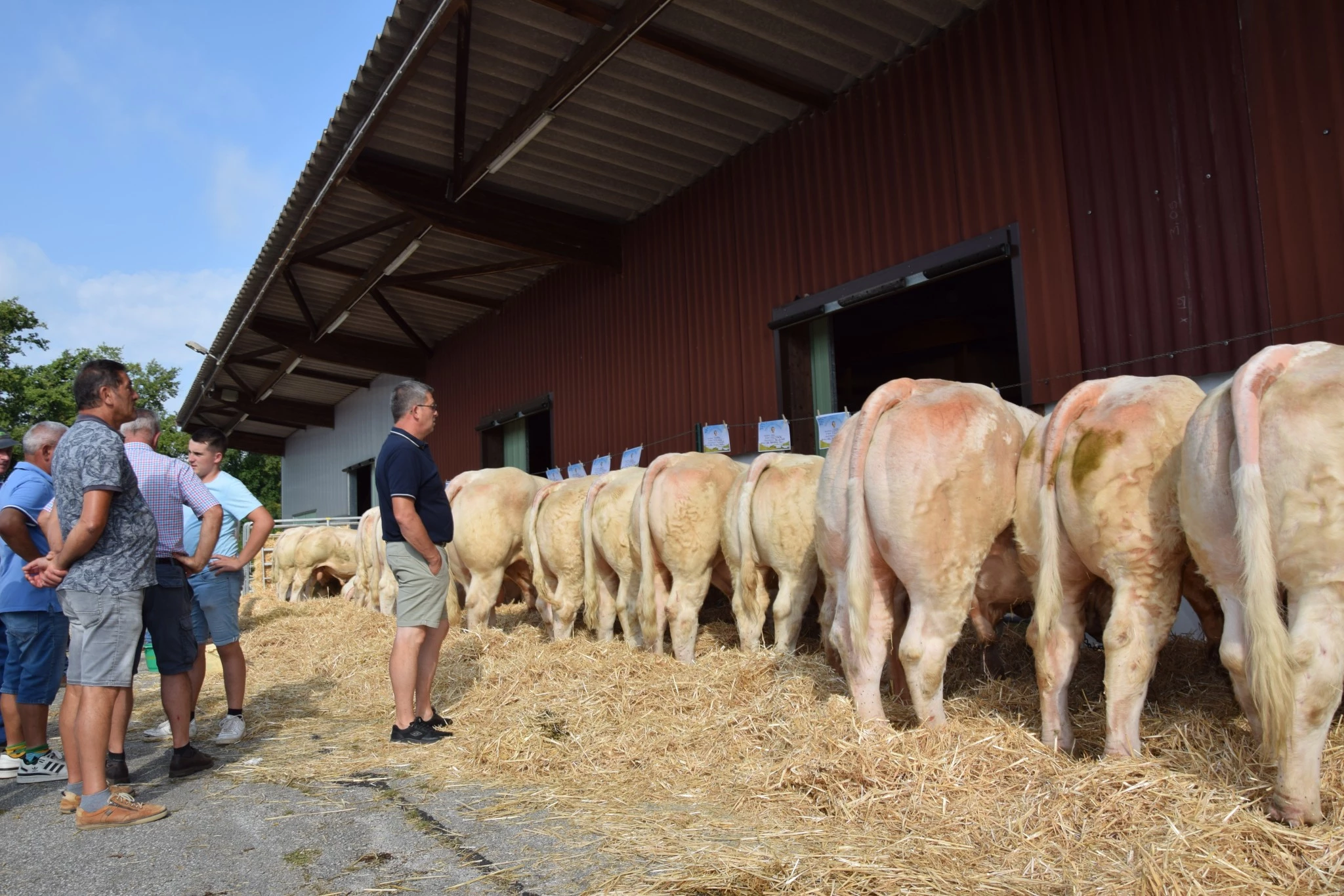 Taureaux charolais : une première qui en appellera d’autres…