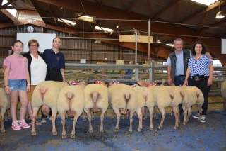 De beaux animaux et de belles ventes au concours national de Moutons charollais 