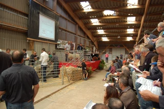 Le Mouton charollais prépare son concours et sa vente nationaux du 4 août