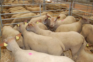 L'Institut de l'Elevage met en garde contre les possibles conséquences du Brexit pour la production ovine...