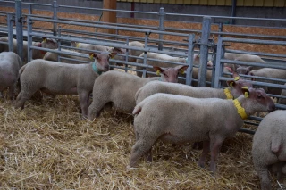 Le Mouton charollais s’adapte au covid 19