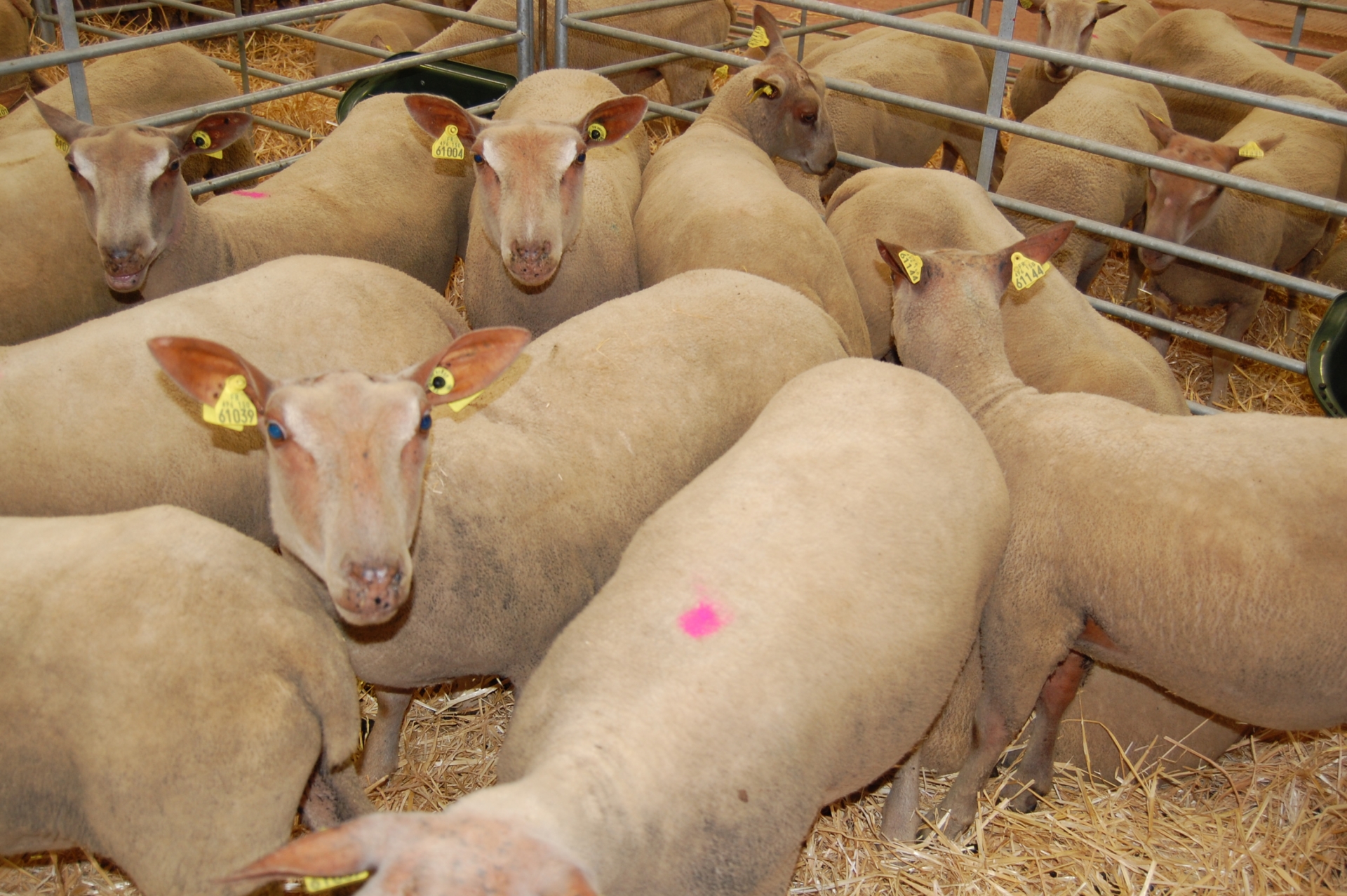 5è grande vente d’agnelles de race Mouton Charollais ce 12 septembre !