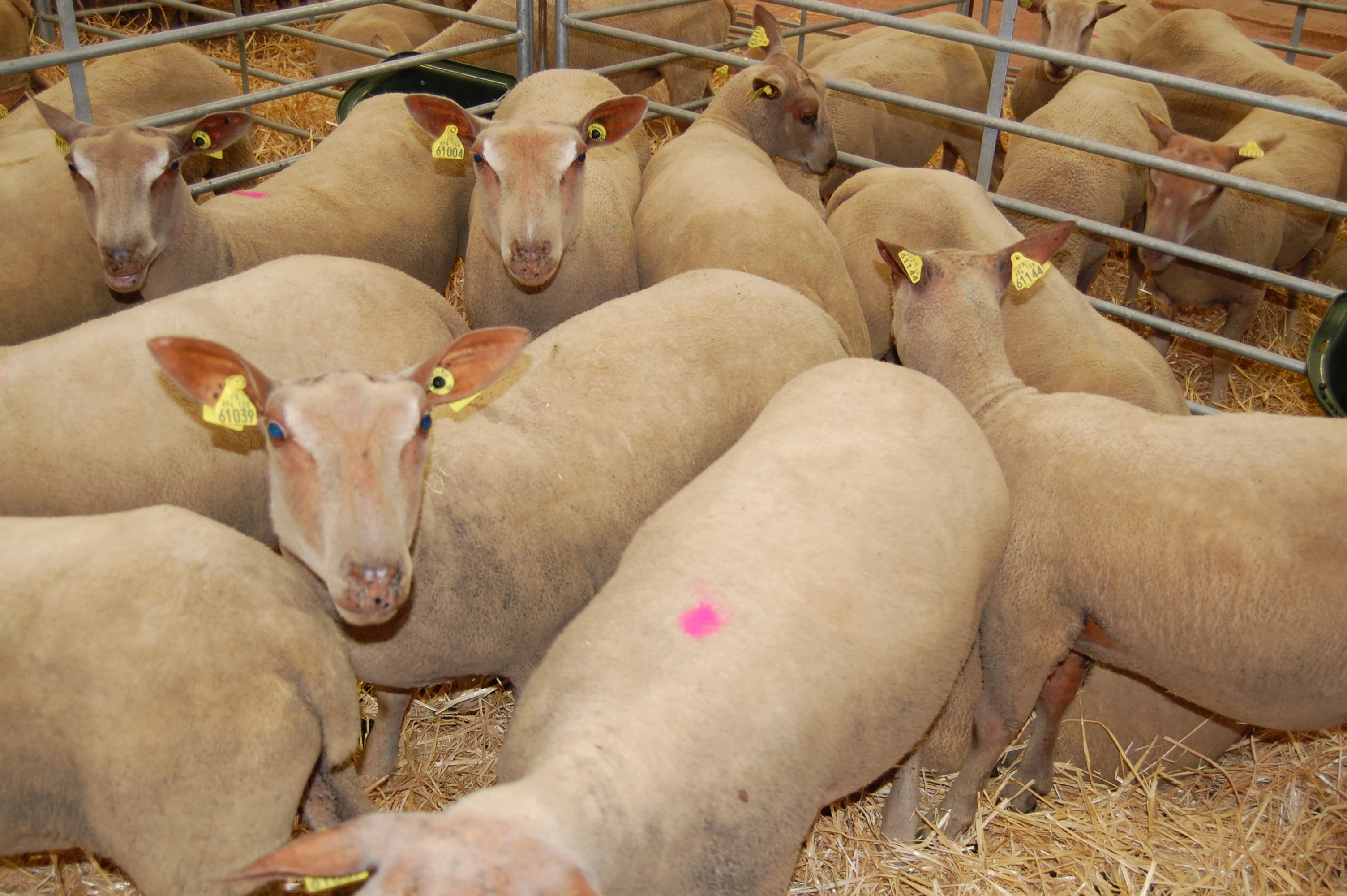Mouton Charollais : 300 agnelles triées sur le volet