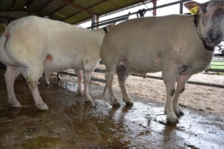 Un Mouton Charollais regonflé à bloc pour le prochain salon !