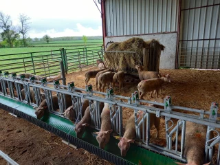 mouton charollais test résistance station de Palinges entree