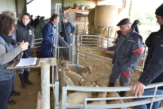 Au cœur du programme de sélection du Mouton Charollais