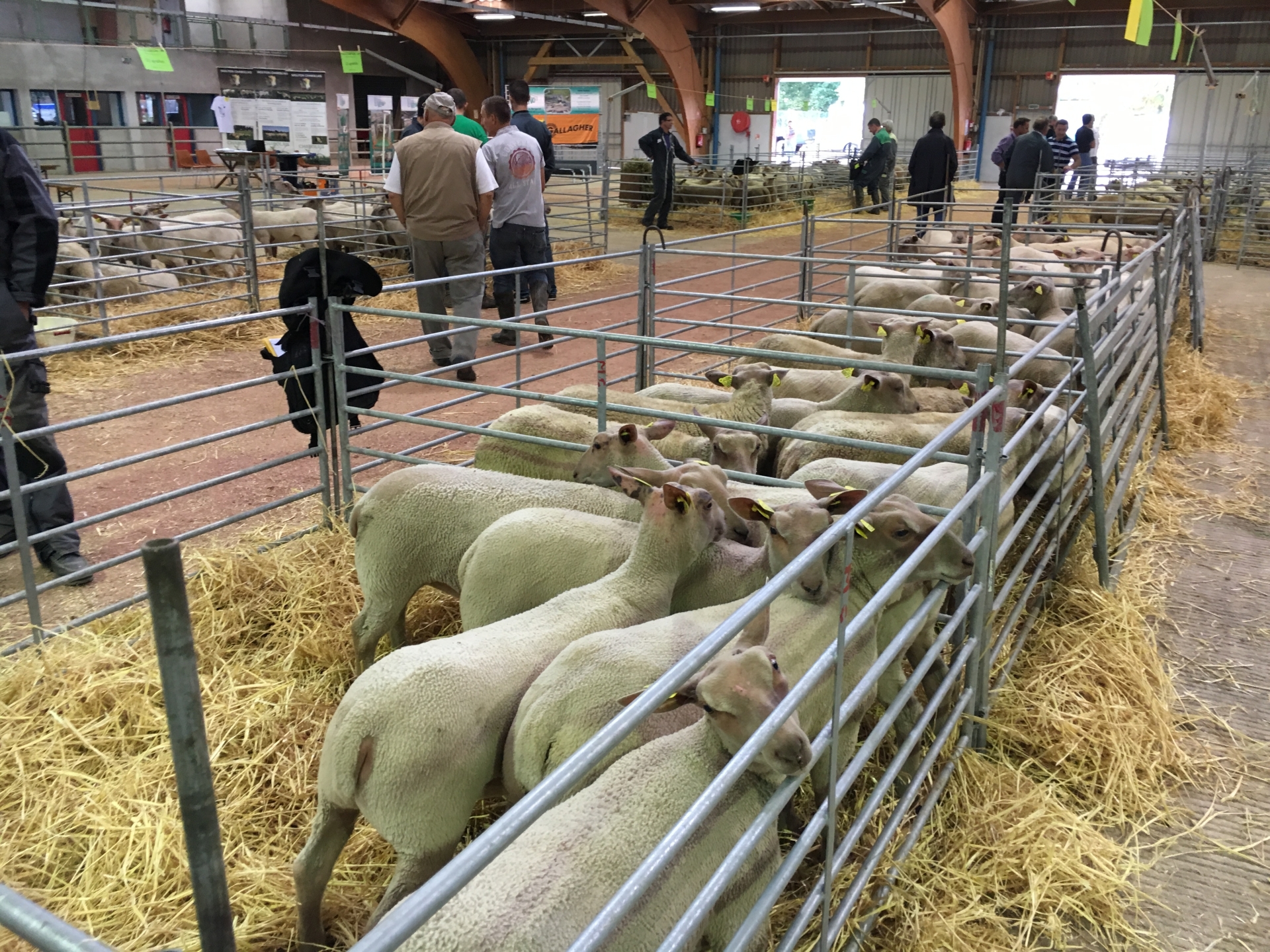 Une vente d’agnelles décevante pour le mouton charollais