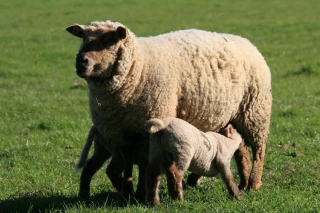 Le mouton irlandais à la conquête de nouveaux marchés