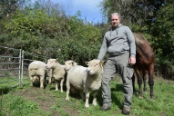 Thierry Lambert moutons southdown