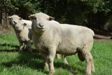 moutons southdown bélier adulte