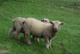 mouton southdown agneau