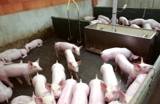 Le bien-être animal pose bien des questions et suscite bien des réflexions...