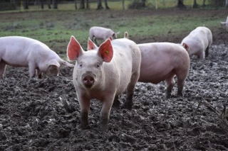 Porcs Plein-Air du Morvan :  « une filière où tout le monde s’y retrouve »