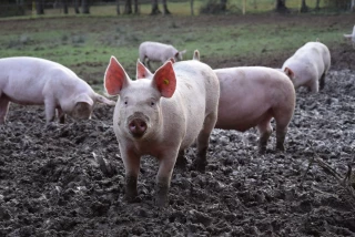 Porcs Plein-Air du Morvan :  « une filière où tout le monde s’y retrouve »