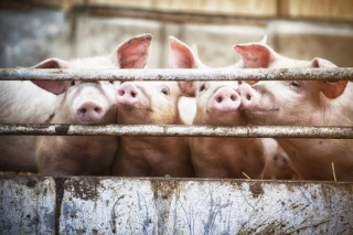 Porcs : 10 à 30 % des exploitations en cessation d’activité ?
