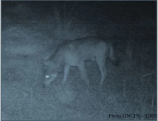 Un loup a été formellement identifié dans l’Yonne