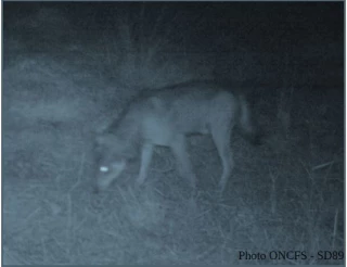 Un loup a été formellement identifié dans l’Yonne