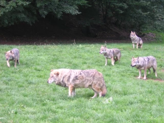 Le loup constitue un réel danger pour l'élevage de nos régions, comme le rappelle à juste titre Albert Masson
