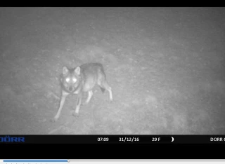 Loup : quels effets sur la santé des éleveurs ?