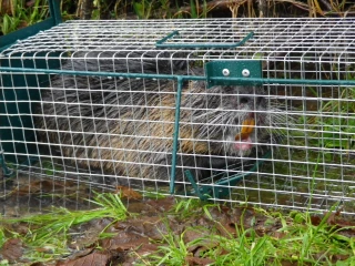 Leur régulation s’organise en Saône-et-Loire