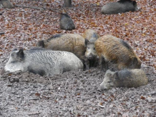 Situation maîtrisée en Saône-et-Loire ?