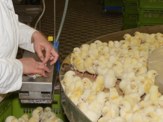 Le centre de sélection de Béchanne fournit la filière Volailles de Bresse en poussins de qualité
