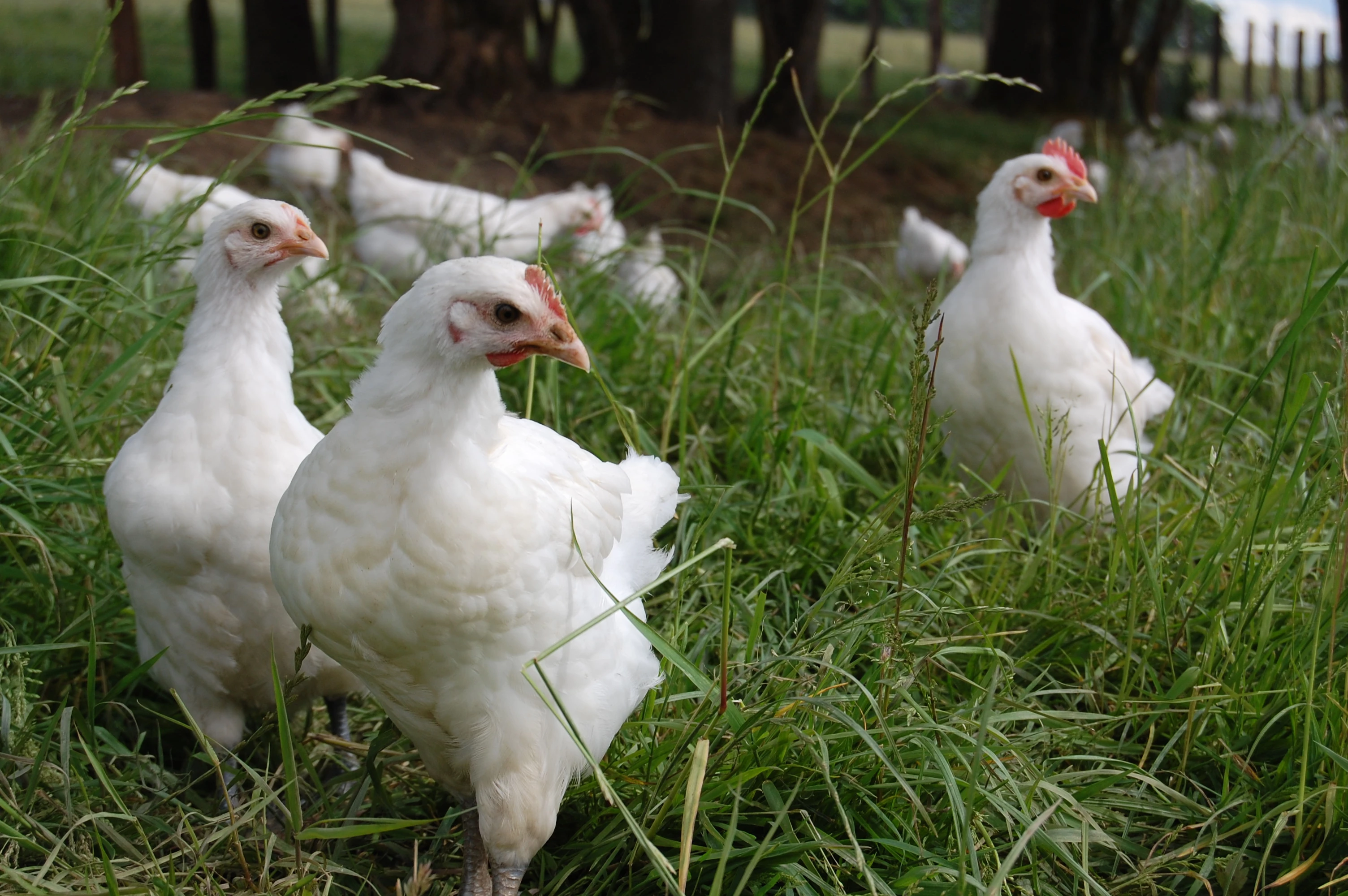 La prédation est un fléau pour les volailles en plein-air