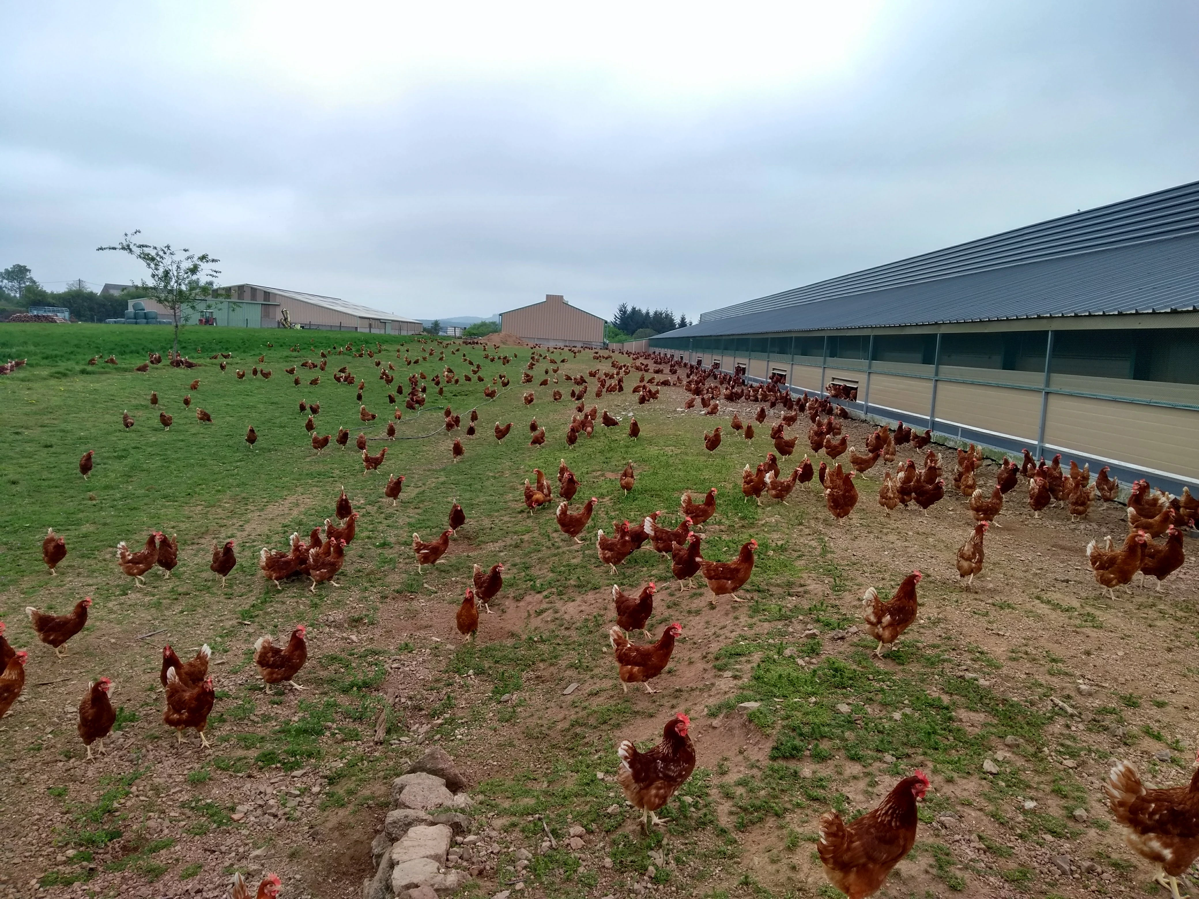 Envie d’œufs a besoin d’éleveurs de poules pondeuses !