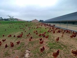 Envie d’œufs a besoin d’éleveurs de poules pondeuses !