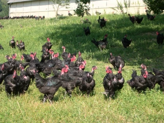 L'avenir des Volailles Fermières du Charolais en question…