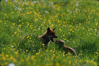 Enquête participative sur le renard roux menée par la Société d’histoire naturelle d’Autun