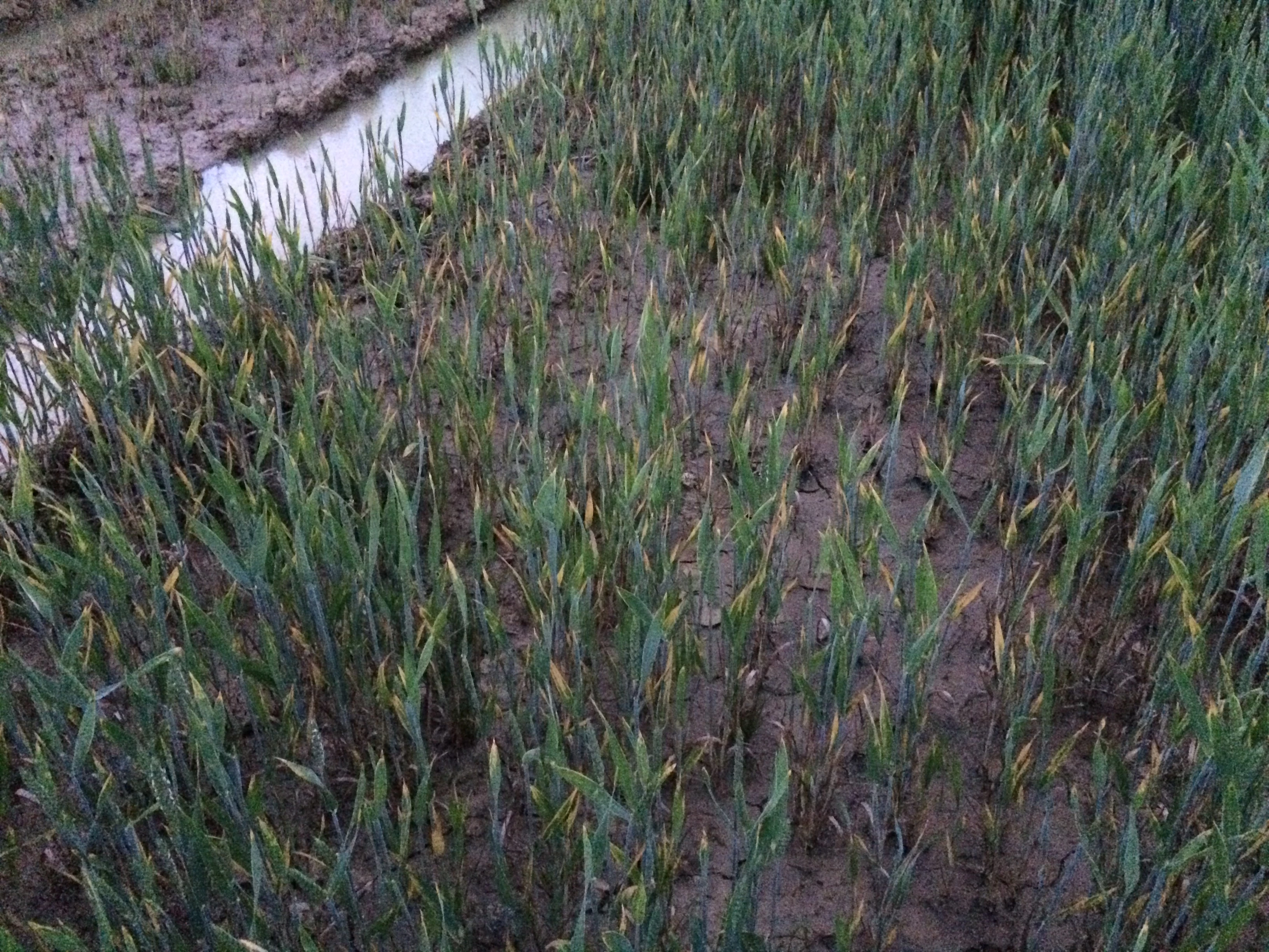 Pour l’instant, l'excès d'eau dans les cultures n'a rien d'alarmant...