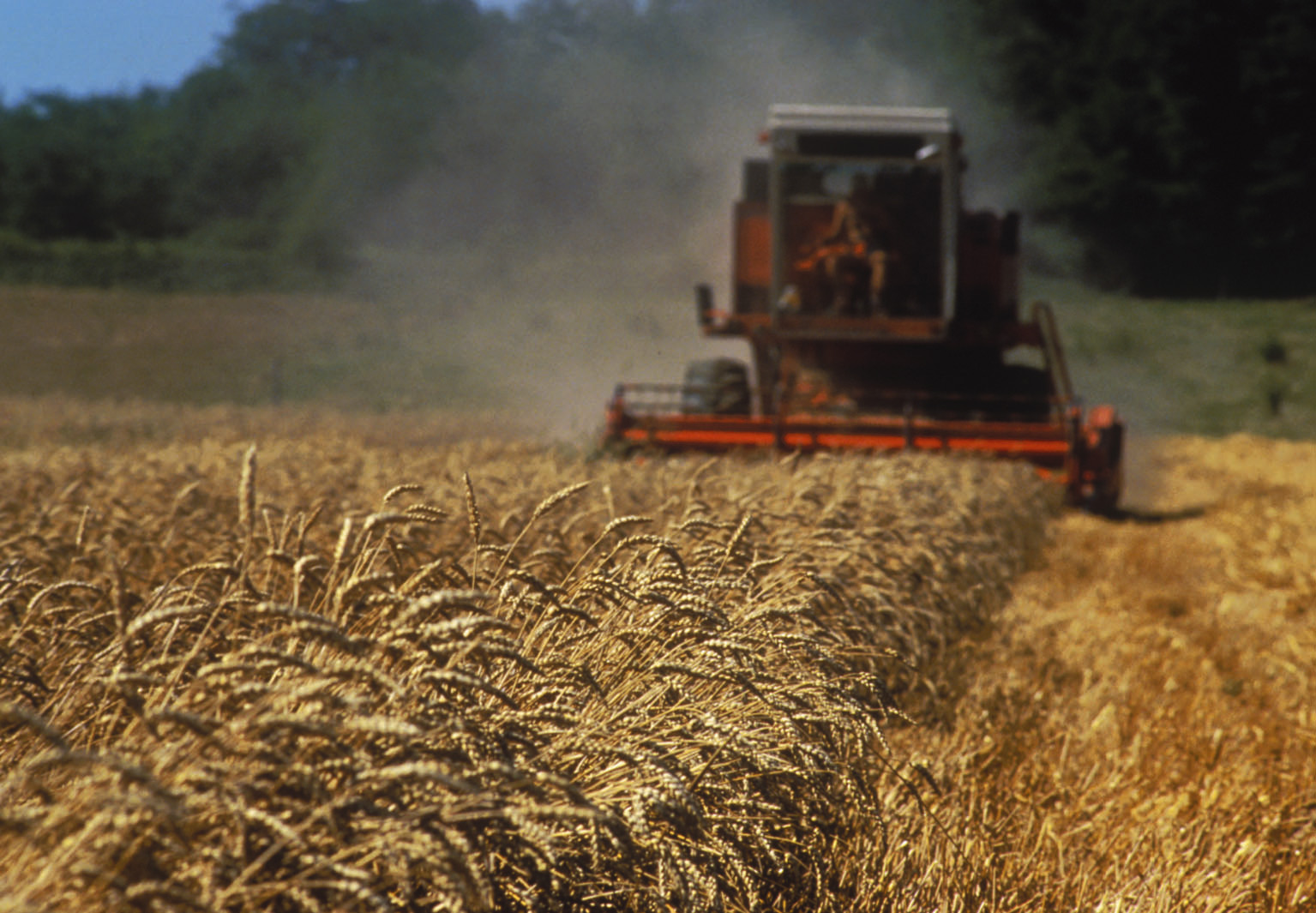 Une campagne blé 2022 marquée par une forte hétérogénéité mais la qualité est là