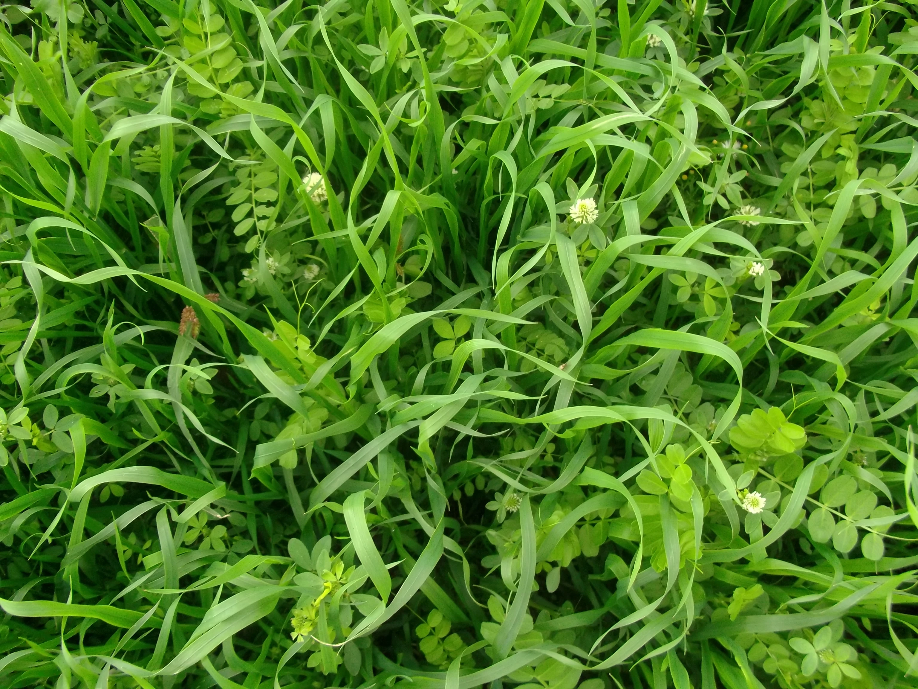 Une CIPAN, culture piège à nitrate (avoine, vesce).