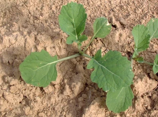 En colza bio : mieux vaut prévenir que souffrir