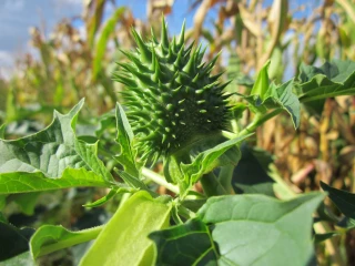 Datura : tolérance zéro !