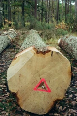 Les producteurs de bois tempèrent les propos alarmistes des scieries...
