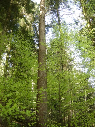 Les 24 et 25 août à Anost (71) et à Montasauche-les-Settons (58), des ateliers sont organisés sur la forêt morvandelle
