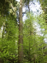 Les 24 et 25 août à Anost (71) et à Montasauche-les-Settons (58), des ateliers sont organisés sur la forêt morvandelle
