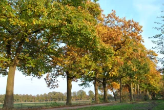 Le Chêne rouge a des atouts à faire valoir dans nos forêts