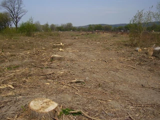 Mode d'exploitation habituel de la forêt, les coups à blanc sont de plus en plus déconseillées
