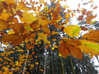 Troisième édition du SylvoTrophée