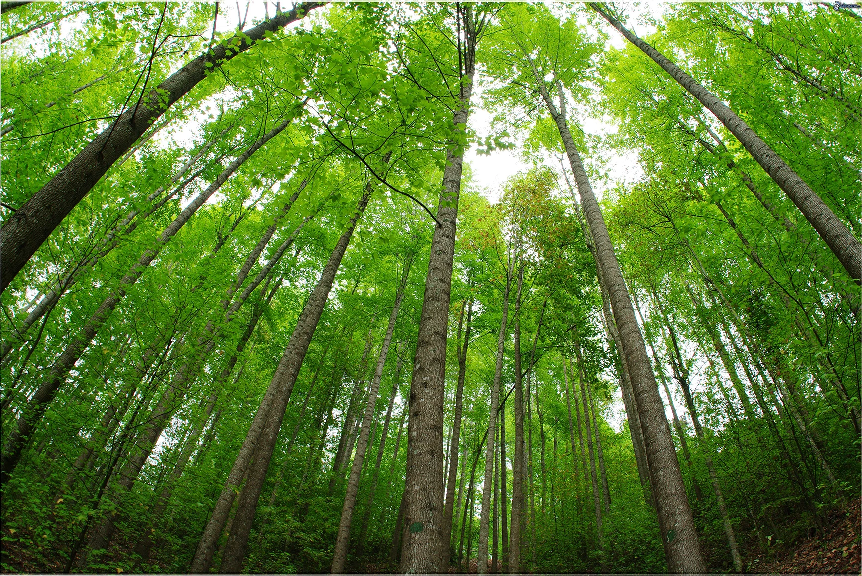 L'Inra s'est penché sur la façon dont la lumière et le vent modèlent les arbres