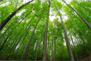 L'Inra s'est penché sur la façon dont la lumière et le vent modèlent les arbres
